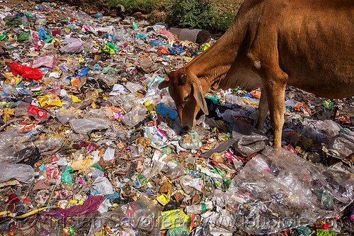 cow trying to find food among the plastic trash (india), dump, environment, garbage, plastic trash, pollution, road, single use plastics, street cow
