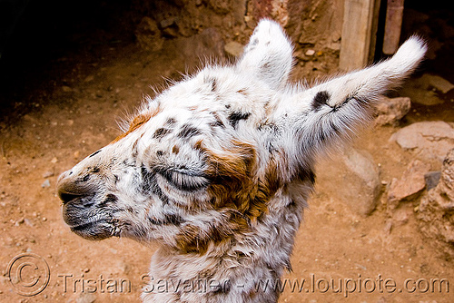 cria - baby llama - head, abra el acay, acay pass, argentina, baby animal, baby llama, closeup, cria, head, lama glama, noroeste argentino