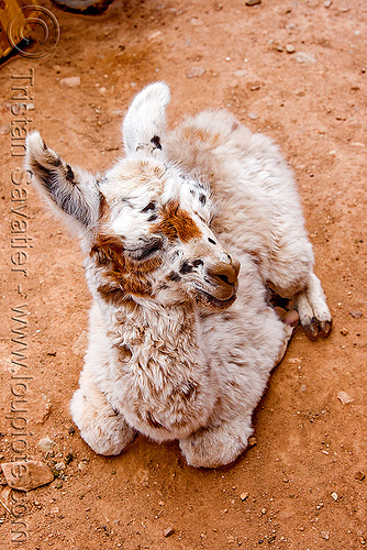 cria - baby llama on the ground, abra el acay, acay pass, argentina, baby animal, baby llama, cria, lama glama, laying down, noroeste argentino, resting