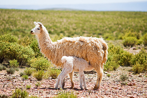 cria - baby llama suckling mother llama, altiplano, argentina, baby animal, baby llama, cria, llamas, mother, noroeste argentino, nursing, pampa, quebrada de humahuaca, suckling