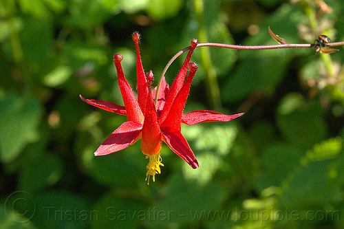 crimson columbine flower (vantana wilderness), aquilegia formosa, big sur, crimson columbine, hiking, pine ridge trail, plants, red columbine, red flower, trekking, vantana wilderness, western columbine, wild flower