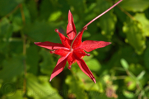 crimson columbine star-shaped flower - aquilegia formosa (vantana wilderness), aquilegia formosa, big sur, crimson columbine, five branch star, hiking, pine ridge trail, plants, red columbine, red flower, trekking, vantana wilderness, western columbine, wild flower