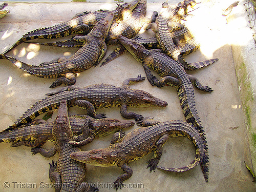 crocodiles in crocodile farm (vietnam), crocodile farm, vietnam crocodiles, wildlife