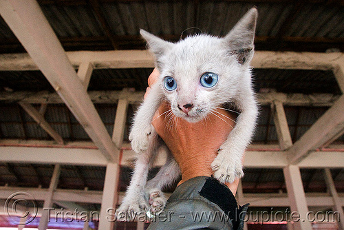 cute blue eyed stray kitten (laos), blue eyed, blue eyes, claws, dirty nose, hand, stray cat, white cat, white kitten