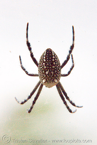 cyrtophora spider - luang prabang (laos), cyrtophora, laos, luang prabang, spider, wildlife