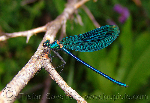 damselfly - calopteryx splendens - insect (bulgaria), blue, calopteryx splendens, damselfly, insect, wildlife