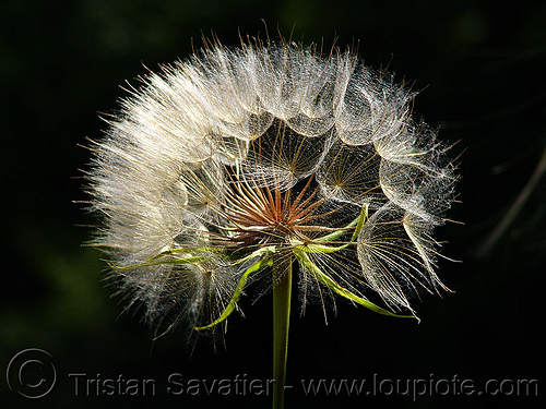 dandelion flower closeup, dandelion, floret, flower head, plants, seeds, taraxacum