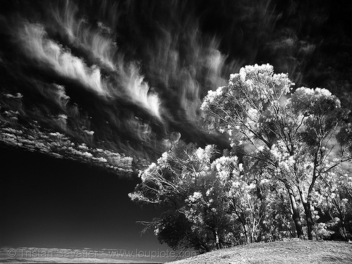 daylight infrared photo of the san francisco sky, clouds, near infrared, tank hill, trees