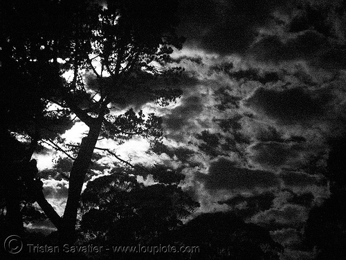 daylight infrared photo of tree and cloudy sky (san francisco), backlight, clouds, cloudy sky, near infrared, tree