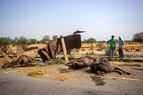 dead and injured water buffaloes spilled on road after truck accident (india), carcass, carcasses, cows, crash, dead, hay, injured, laying, men, road, traffic accident, truck accident, water buffaloes