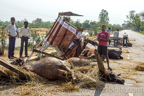 dead and injured water buffaloes spilled on road after truck accident (india), carcass, carcasses, cows, crash, dead, hay, injured, laying, men, road, traffic accident, truck accident, water buffaloes