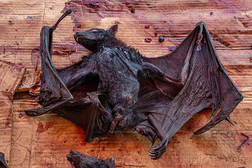 dead bat at meat market, bat meat, bat wings, black flying foxes, black fruit bats, bushmeat, dead bat, meat market, meat shop, pteropus alecto, raw meat, wildlife