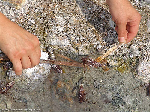 dead cicadas in hot spring - thailand, cicadas, dead, hot springs, insects, pai