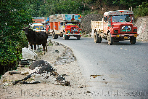 dead cow and live cow - kashmir, carcass, carrion, cows, dead cow, decomposing, kashmir, road kill, trucks