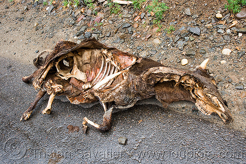 dead cow carcass, carcass, carrion, dead cow, decomposed, decomposing, india, ribs, road kill, skeleton