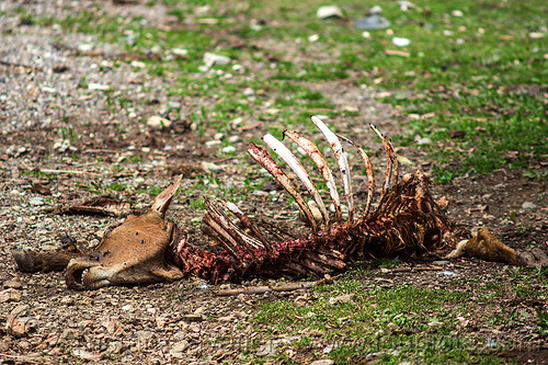 dead cow carcass (india), carcass, carrion, dead cow, decomposing, head, rib cage, ribs, roadkill, skeleton, spine