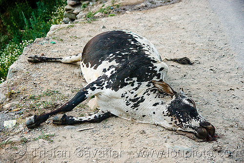 dead cow on road side, carcass, carrion, dead cow, decomposing, kashmir, road kill