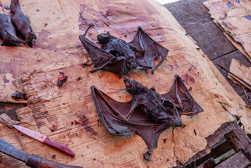 dead fruit bats at meat market, bat meat, bat wings, black flying foxes, black fruit bats, bushmeat, dead bats, meat market, meat shop, pteropus alecto, raw meat, wildlife