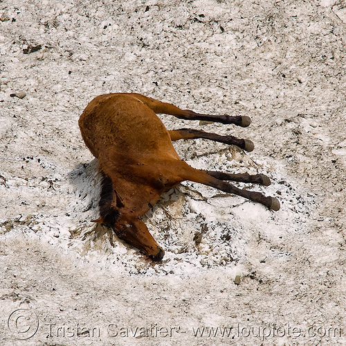 dead horse on snow, amarnath, carcass, carrion, dead horse, glacier, hindu pilgrimage, kashmir, pony, snow