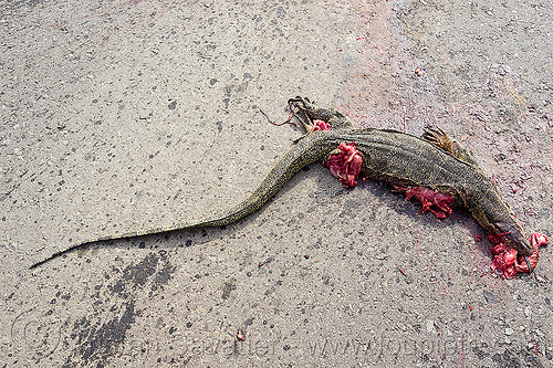 dead monitor lizard - road kill, borneo, carcass, carrion, dead, giant lizard, gory, guts, malaysia, monitor lizard, road kill, varanus salvator macromaculatus, water monitor, wildlife