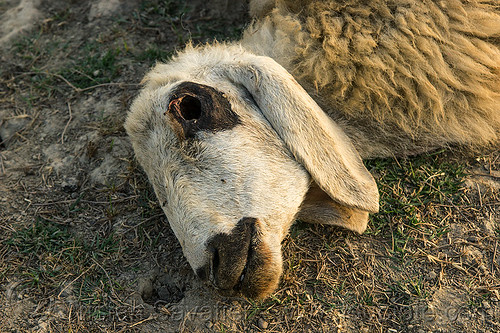 dead sheep head, carcass, carrion, dead animal, dead sheep, decomposed, decomposing, eye socket, field, laying, missing eye, putrefied, sheep head