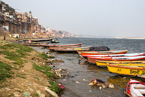 decomposed cadaver floating on the ganges river in varanasi (india), bloated, blood, buildings, cadaver, corpse, dead, death, decomposed body, decomposing, floating, ganga, ganges river, ghats, hindu, hinduism, houses, human remains, man, moored, mooring, putrefied, river bank, river boats, varanasi