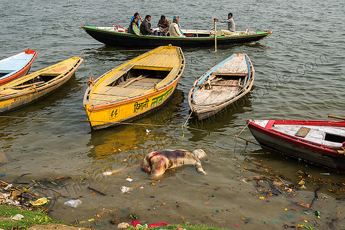 decomposing corpse floating on the ganges river (india), bloated, blood, cadaver, corpse, dead, death, decomposed body, decomposing, floating, ganga, ganges river, hindu, hinduism, human remains, india, man, mooring, putrefied, river boats, varanasi