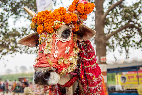 decorated holy cow, decorated, hindu pilgrimage, hinduism, holy bull, holy cow, india, maha kumbh mela, marigold flowers, sacred bull, sacred cow