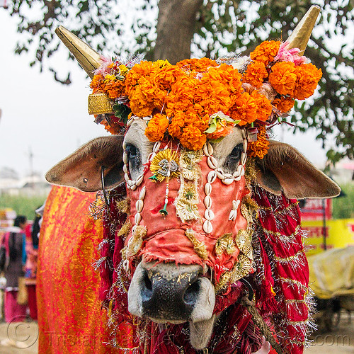 decorated holy cow, decorated, hindu pilgrimage, hinduism, holy bull, holy cow, kumbh mela, marigold flowers, sacred bull, sacred cow