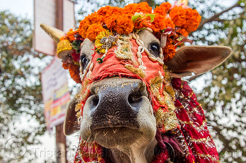 decorated holy cow - cow nose, cow nose, cow snout, decorated, hindu pilgrimage, hinduism, holy bull, holy cow, kumbh mela, marigold flowers, sacred bull, sacred cow