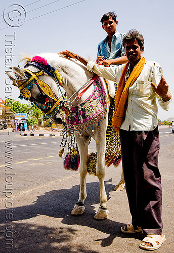 decorated horse en route for a wedding (india), bridle, decorated horse, horseback riding, indian man, indian wedding, men, road