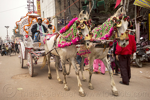 decorated horses and carriage going to a wedding (india), decorated horse, horse carriage, horse cart, horses, varanasi