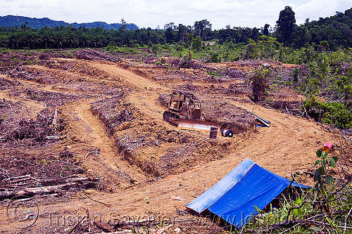 deforestation - cleared rain forest parcel prepared for plantation (borneo), borneo, bulldozer, deforestation, environment, logging, malaysia