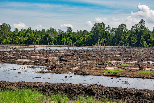 deforestation in indonesia - deforested parcel will become oil palm plantation, agro-industry, deforestation, drainage, environment, flooded, tree stumps