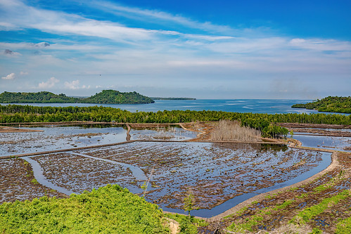 deforestation in indonesia - parcel of tropical rain forest cleared for oil palm plantation, agro-industry, deforestation, drainage, environment, flooded, tree stumps