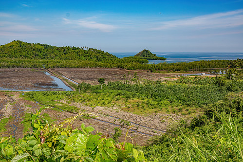 deforestation in sulawesi - parcel of jungle forest cleared for oil palm plantation, agro-industry, deforestation, drainage, environment, flooded