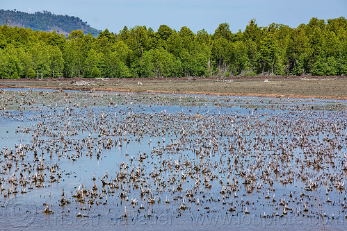 deforestation - jungle parcel was burnt and will be drained and used for oil palm plantation, agro-industry, deforestation, drainage, environment, flooded, tree stumps