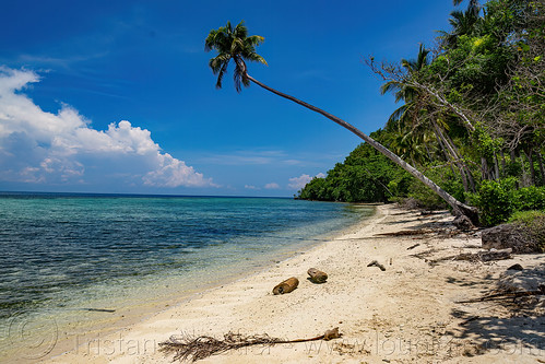 desert beach with coconut tree overhanging, beach, coconut tree, overhanging, pantai, sea