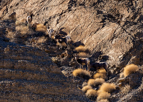 desert bighorn sheep - death valley, death valley, desert bighorn sheep, grotto canyon, wildlife