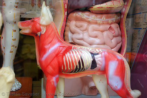 dog anatomy - anatomical model, anatomical model, anatomy, dog, guts, inside, intestine, muscles, veterinarian, veterinary
