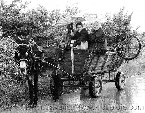 donkey-wagon - peasants - road (bulgaria), asinus, bicycle, donkey cart, donkey wagon, equus, horse cart, man, peasants, poor, road, umbrellas, women, working animal