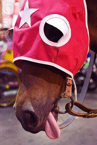 draft horse sticking out tongue, bridle, draft horse, draught horse, horse hood, horse mask, malioboro, night, red, sticking out tongue, sticking tongue out