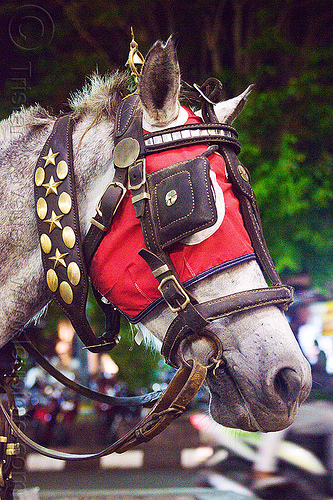 draught horse with bridle, hood and blinders, bridle, draft horse, draught horse, horse hood, horse mask, malioboro, night, red, white horse, yellow