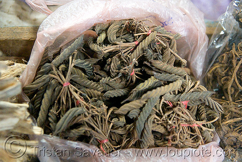 dried medicinal plant - twisted (laos), dried, dry, laos, medicinal herbs, medicinal plants, spiral, twisted, unidentified plant