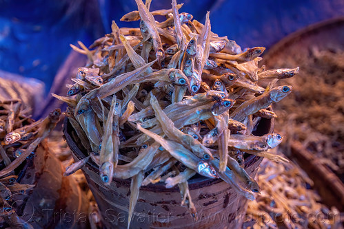 dry fish in bucket on the market, dry fish, fish market, tana toraja