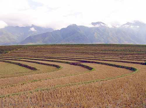 dry rice paddy fields - terrace farming, agriculture, dry, landscape, rice fields, rice paddies, terrace farming, terraced fields