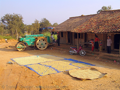 drying beans on the road - vietnam, drying beans, road construction, road roller, roadwork, roller-compactor, sun drying