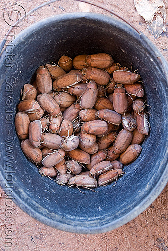 edible insects - coleopteras (laos), coleopteras, edible bugs, edible insects, entomophagy, food, scarab