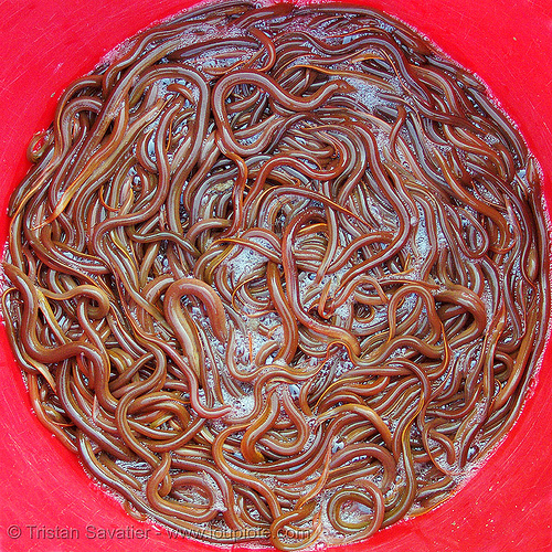 Eel Soup Original Video