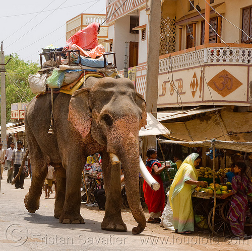 elephant in the street (india), asian elephant, elephant riding, elephant tusks, mahout, man